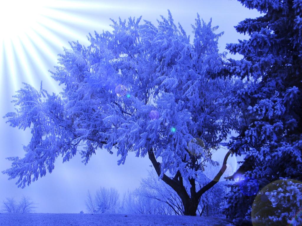 壁纸树,霜,眩光,阳光,冬天