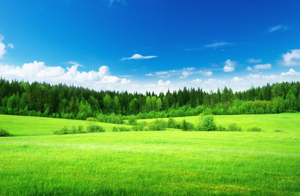 自然,树,绿色,田地,云,绿色,天空,草,森林