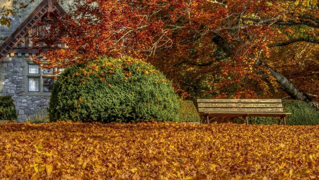 长凳,房子,秋天,叶子