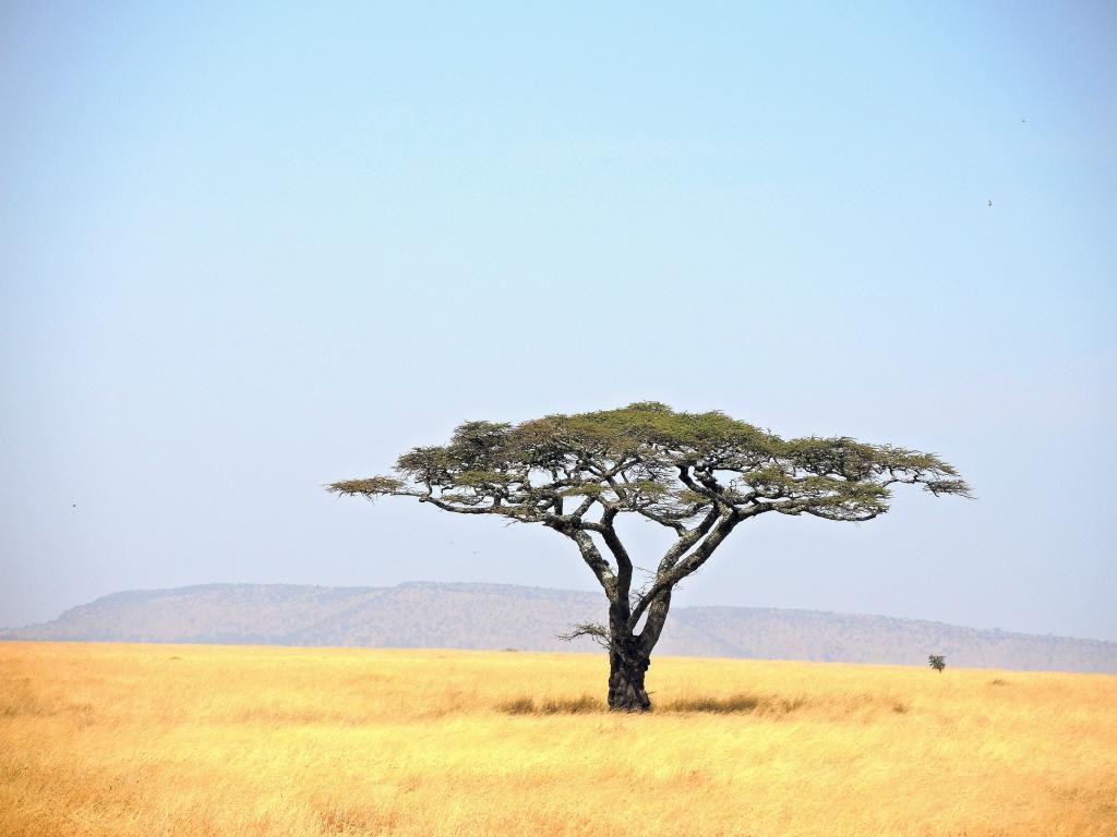 在草地,坦桑尼亚,塞伦盖蒂国家公园高清壁纸绿色的叶子树