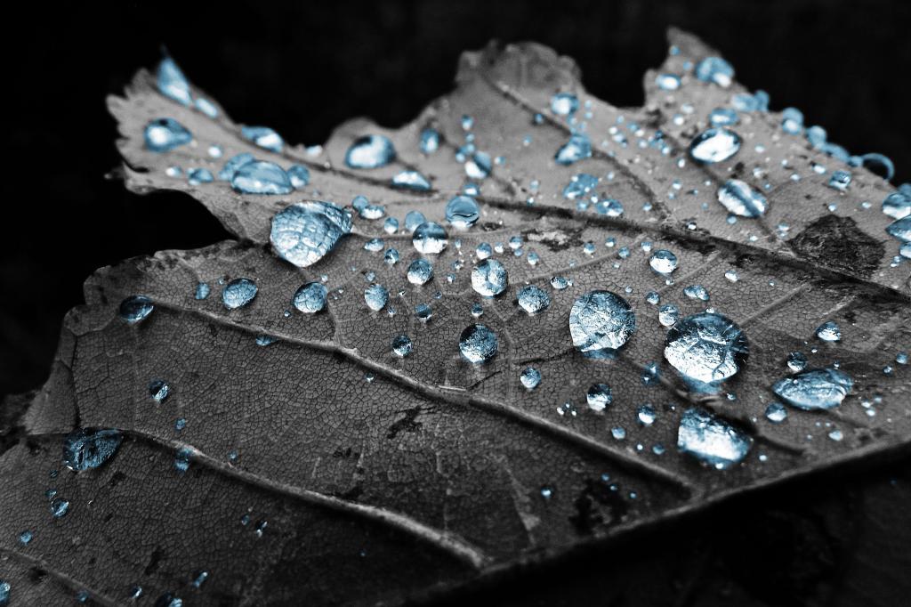 水滴在叶子高清壁纸上的浅焦点摄影