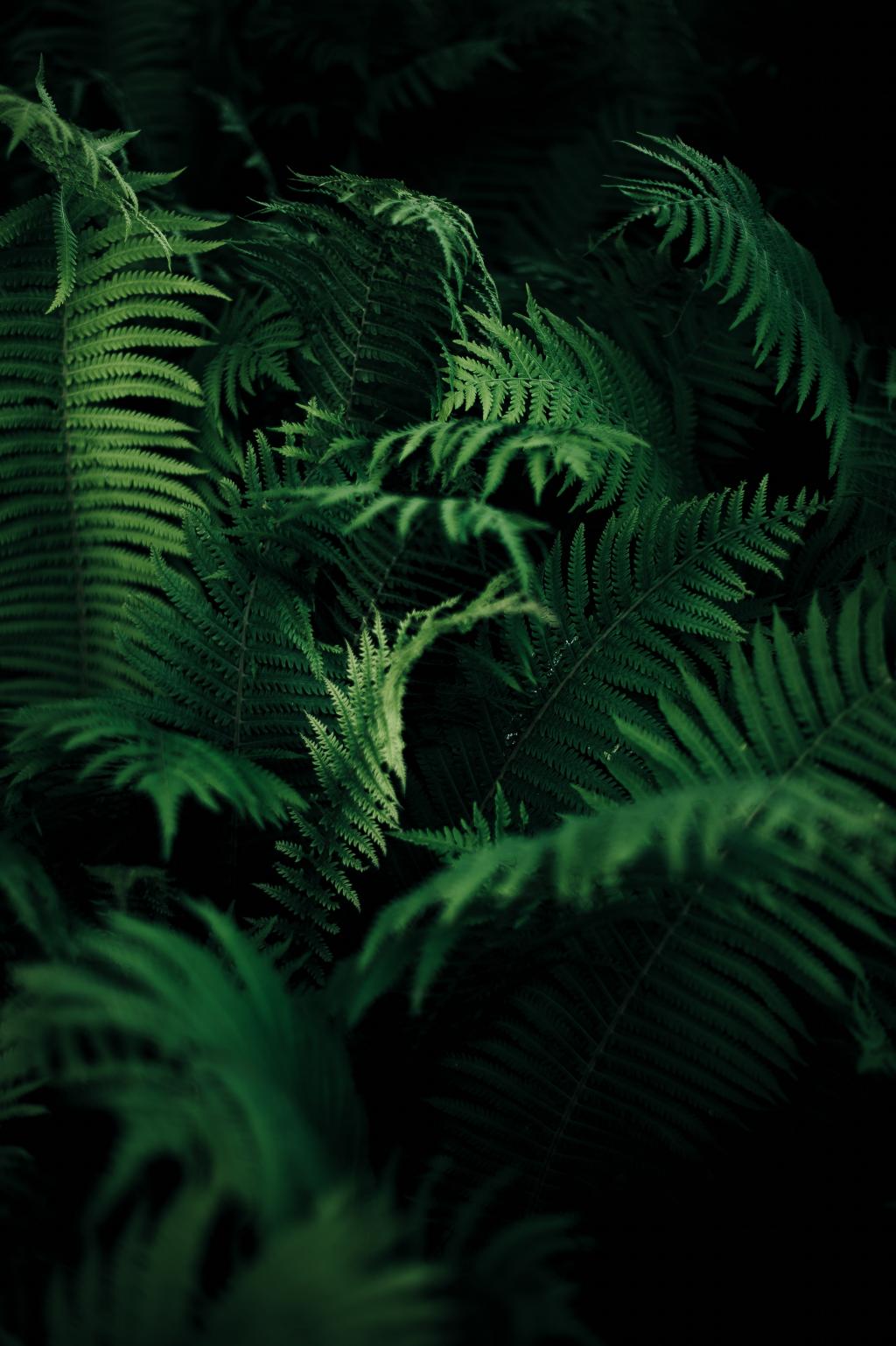 绿色蕨类植物在黑暗地区的焦点照片高清壁纸