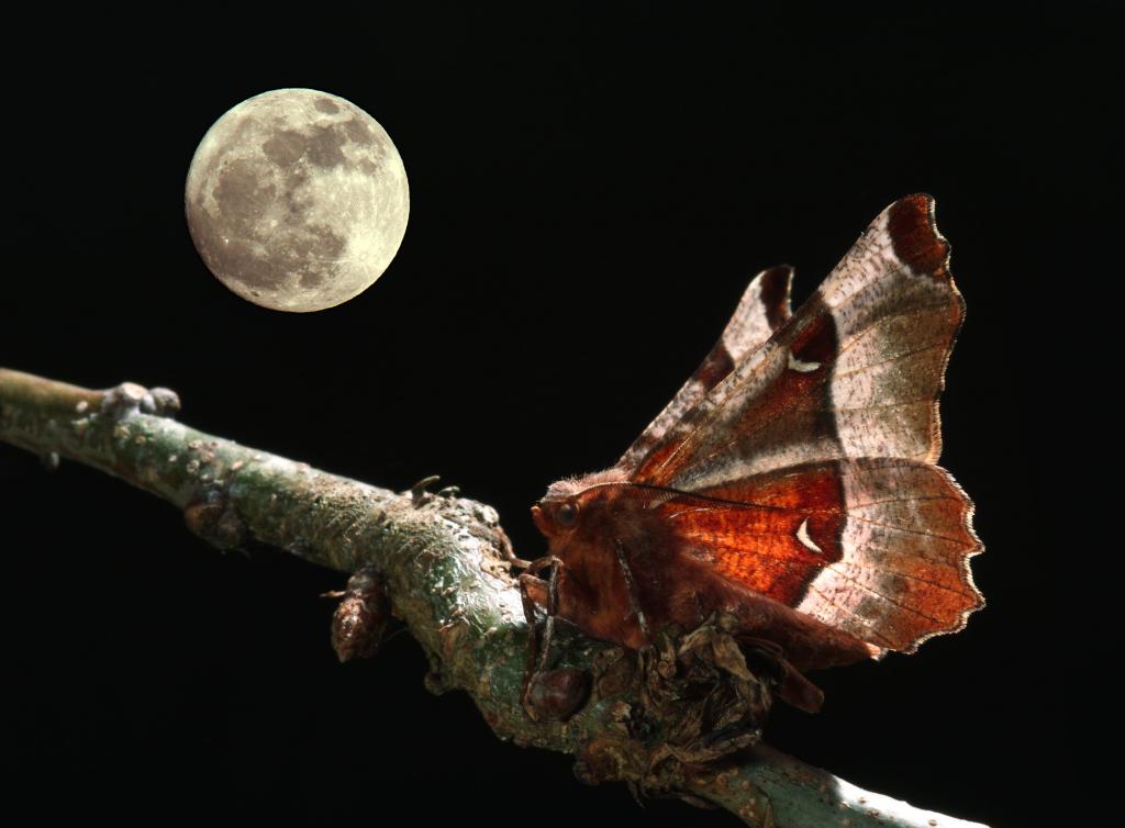在夜间时间高清壁纸期间在一根树枝上的野生蛾