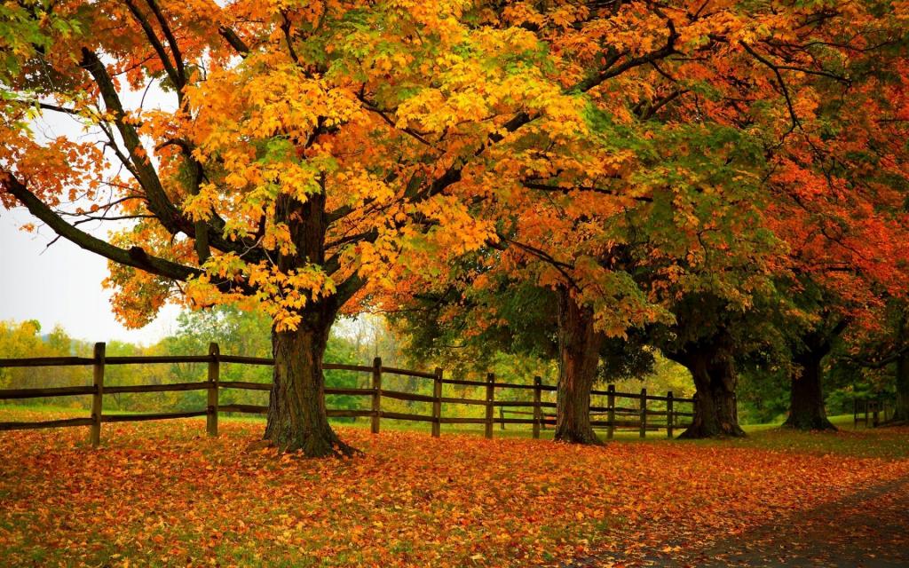 公园,路,叶子,秋天,叶子,路径,颜色,树,步行,秋季,森林,公园,森林,自然,树,...
