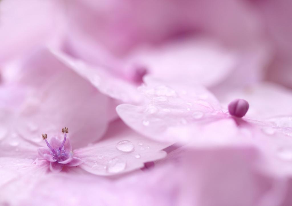 粉红色的飞蛾兰花与水露,霍滕西亚高清壁纸