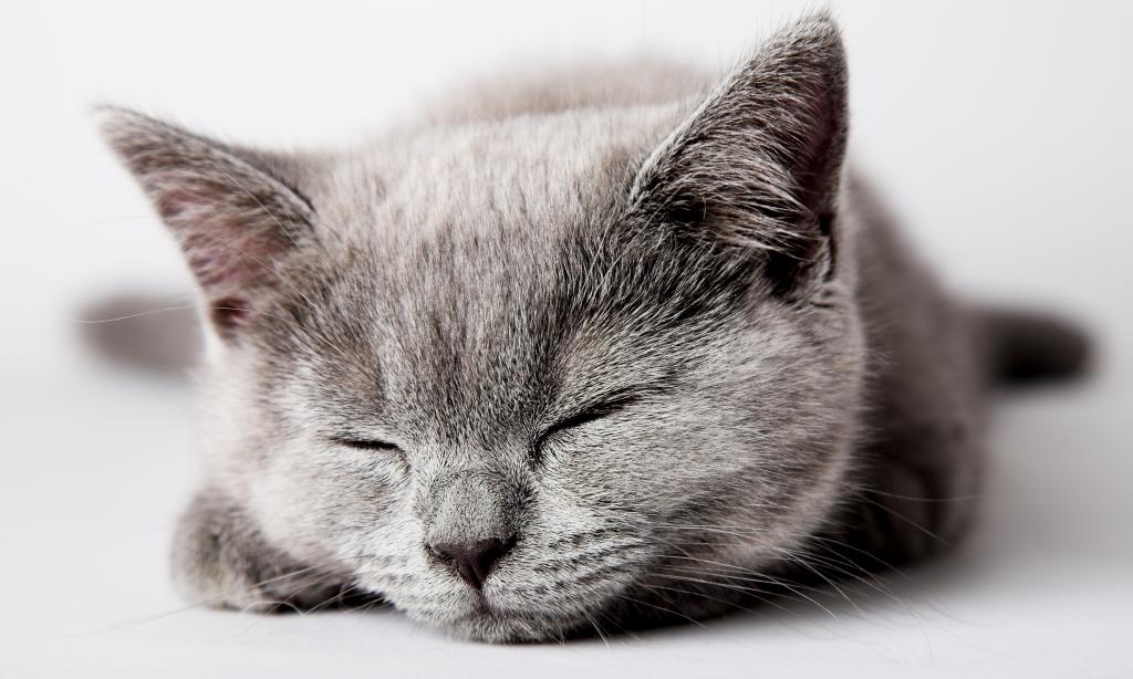 猫,灰色,猫,睡觉,小猫,小猫,猫