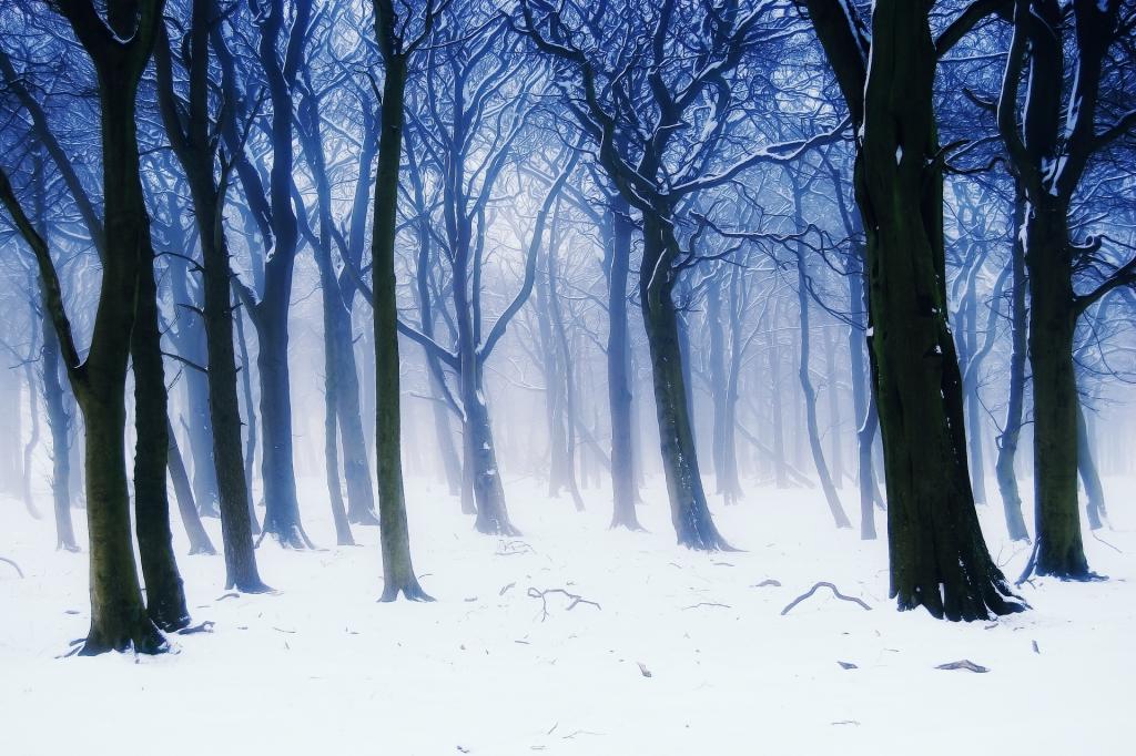 冬天,雪,性质,雾,树,分支机构,森林