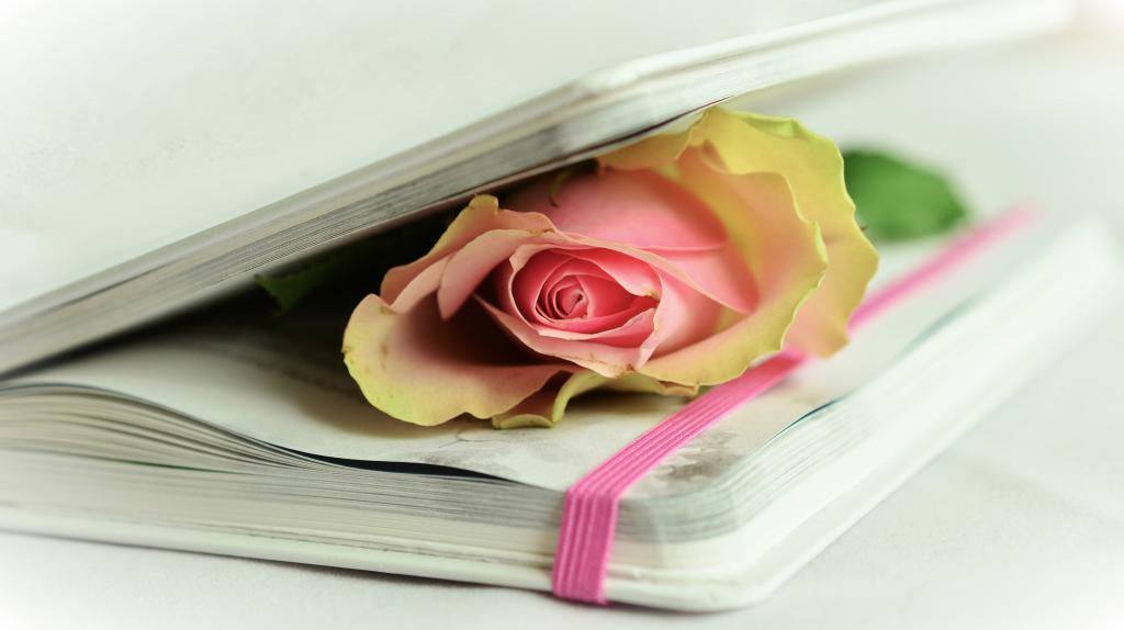 黄色和粉色petaled花在白色的表面高清壁纸顶部的书