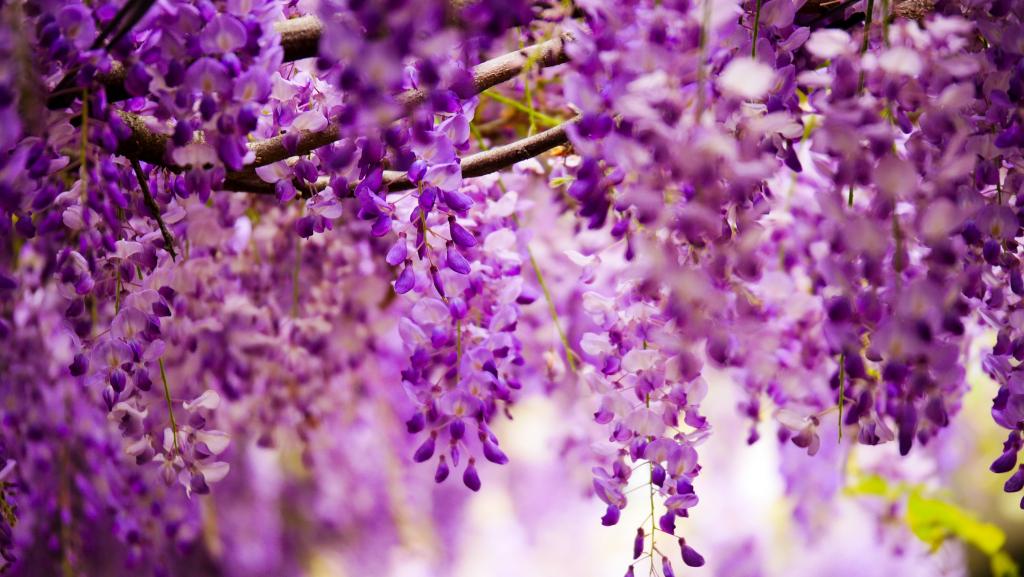 紫色的花瓣花高清壁纸