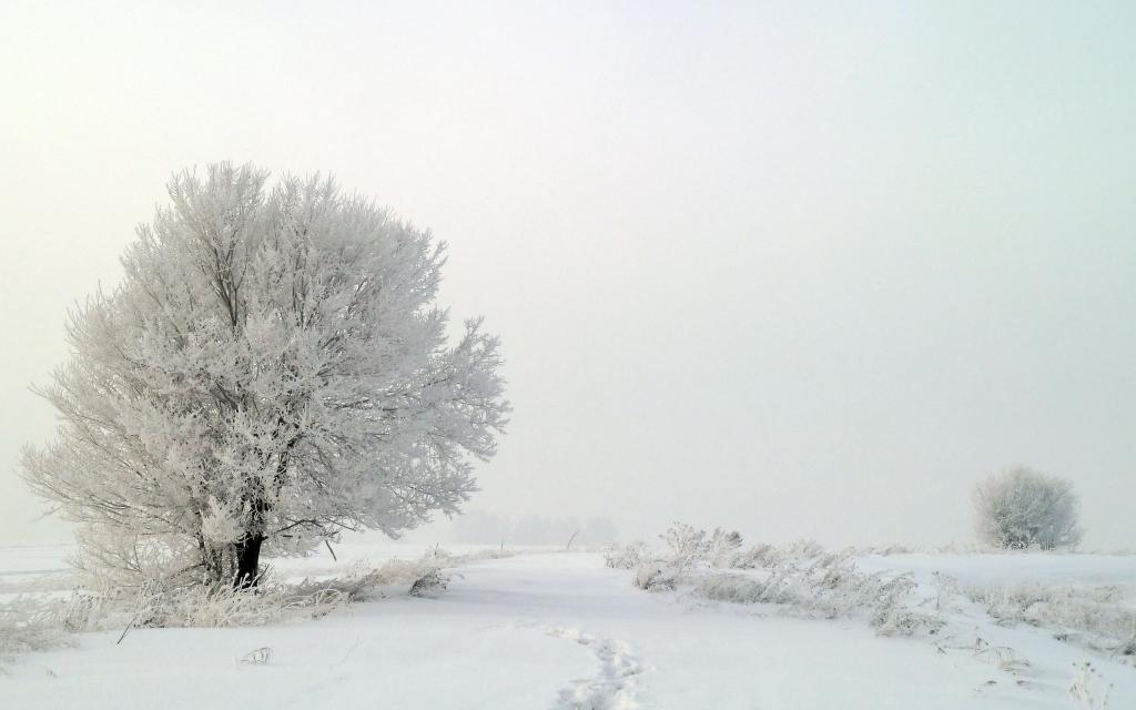 雾,树,雪,冬天
