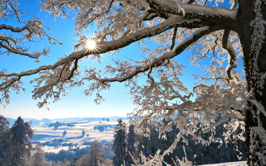 瑞士,雪,山,瑞士,冬天,树,太阳,树枝