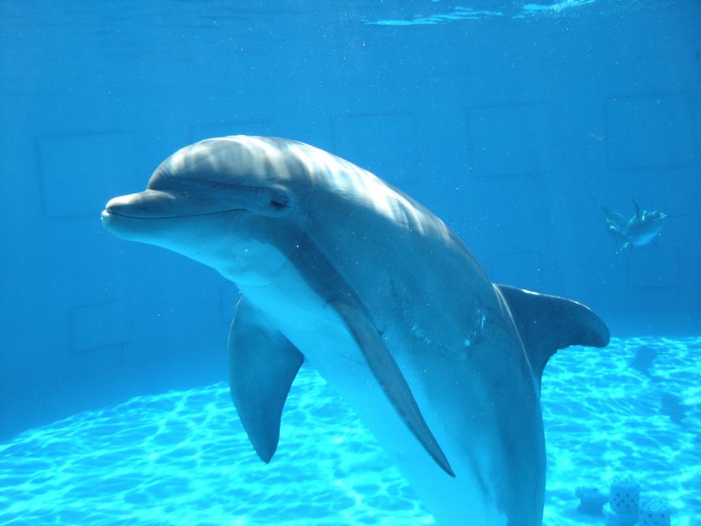 两个灰色的海豚在水下高清壁纸