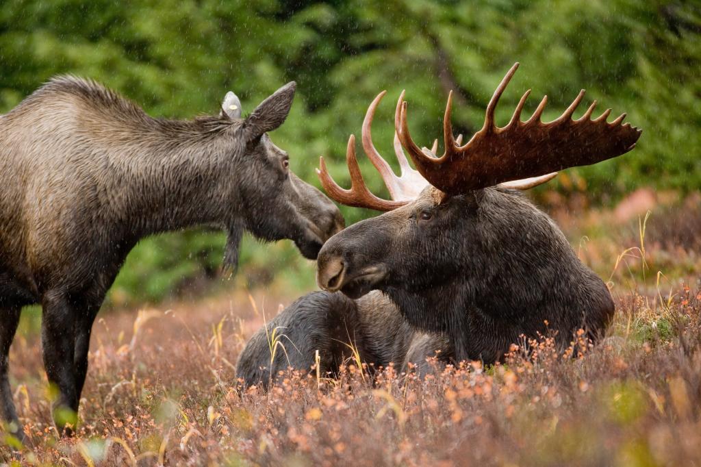 在白天,阿拉斯加高清壁纸棕色草地上的两个黑鹿