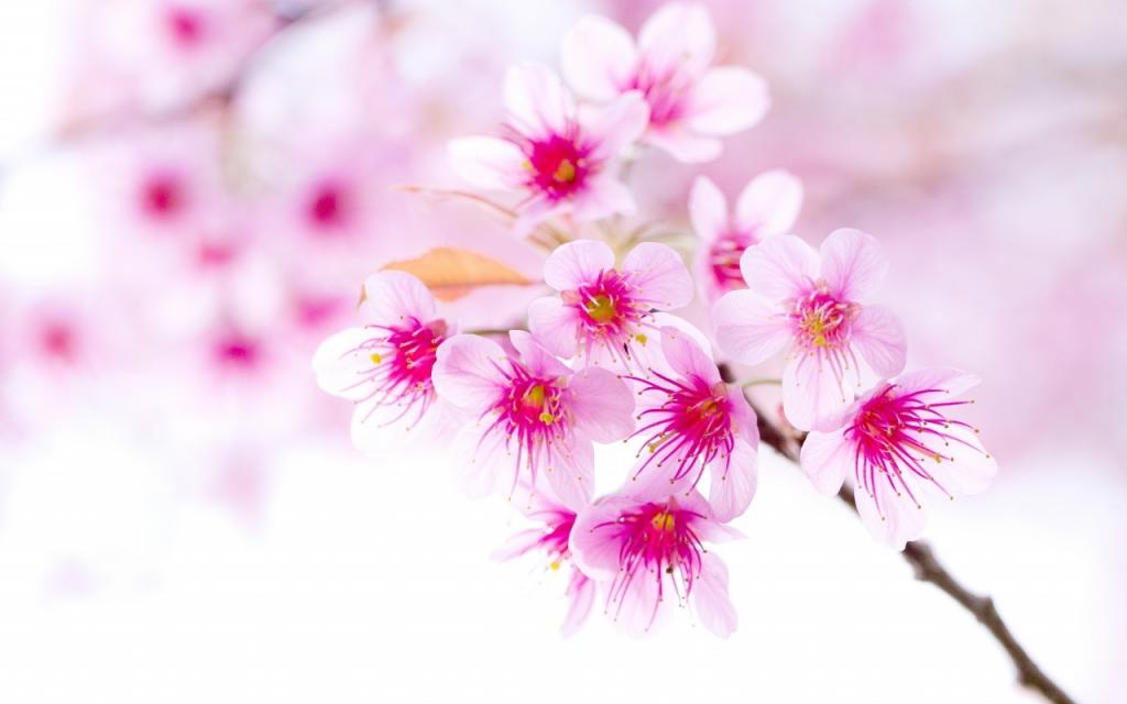 壁纸春天,樱桃,分支,开花