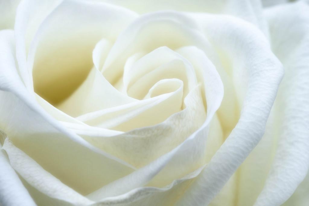 白玫瑰高清壁纸