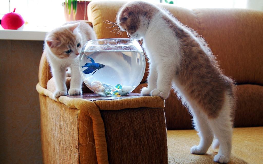 小猫,水族馆,鱼