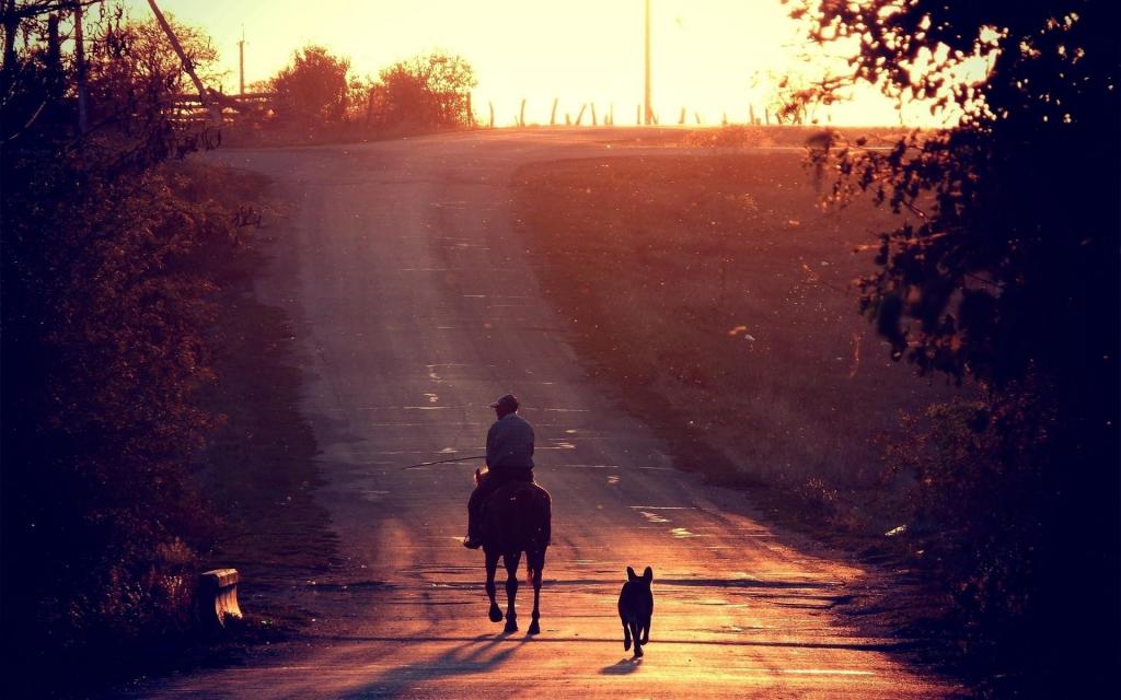狗,太阳,性质,照片,景观,骑手,道路
