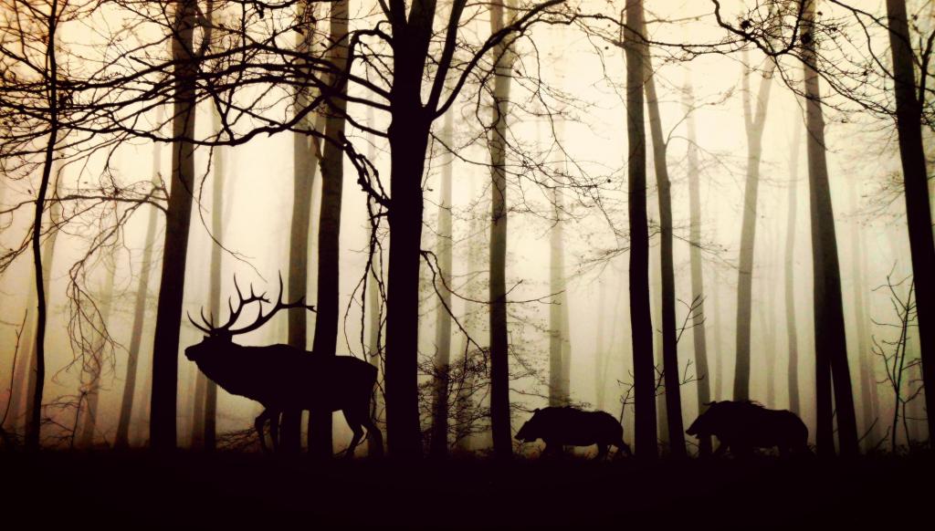 鹿和野猪在雾森林高清壁纸的剪影