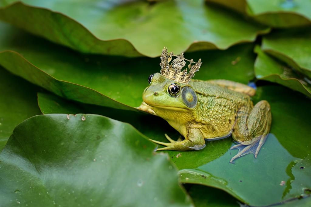 绿色的青蛙在绿色的叶子上戴着金冠高清壁纸