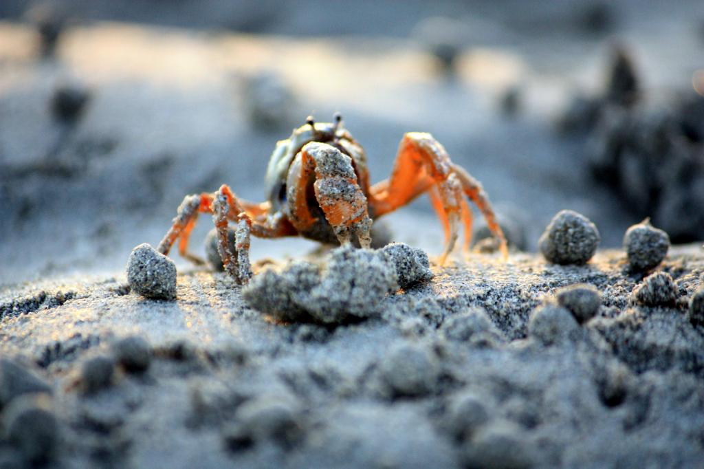 在特写照片高清壁纸白色表面上的棕色螃蟹