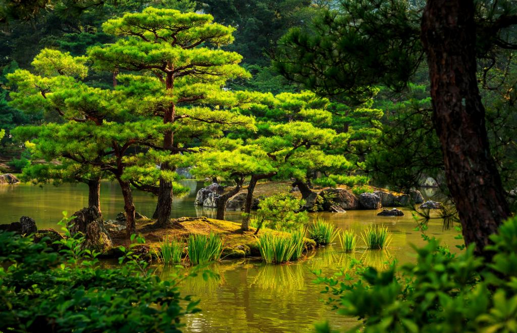 壁纸花园,芦苇,树木,灌木,京都,日本,绿色,池塘,石头