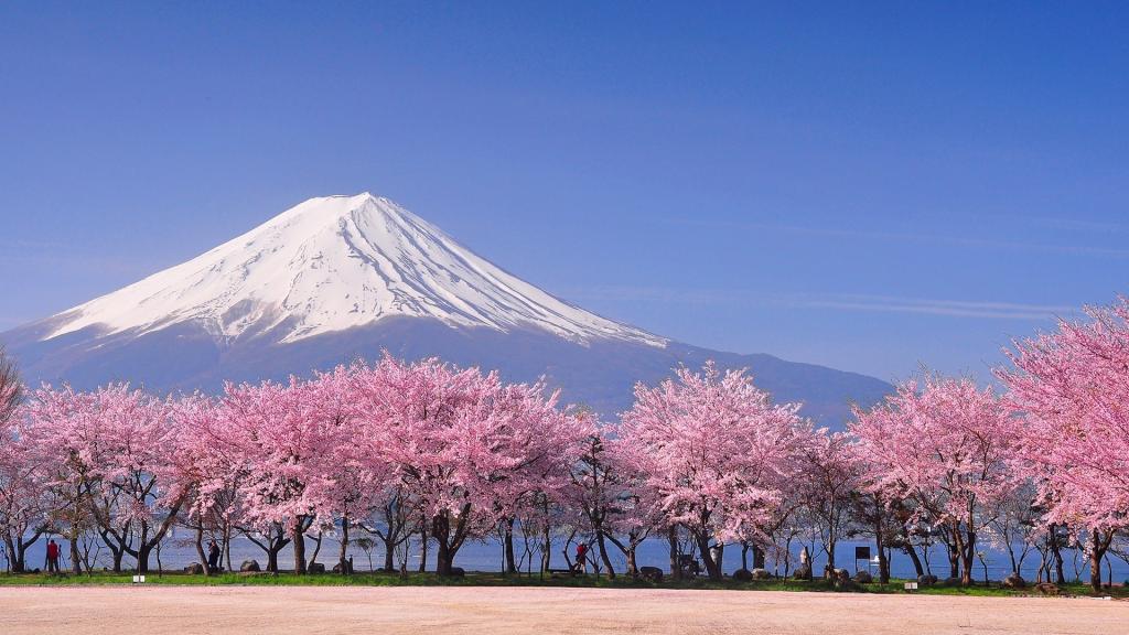 富士山下盛开的樱花树