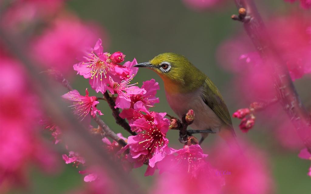 鲜花,树,鸟,开花,水果,粉红色,春天