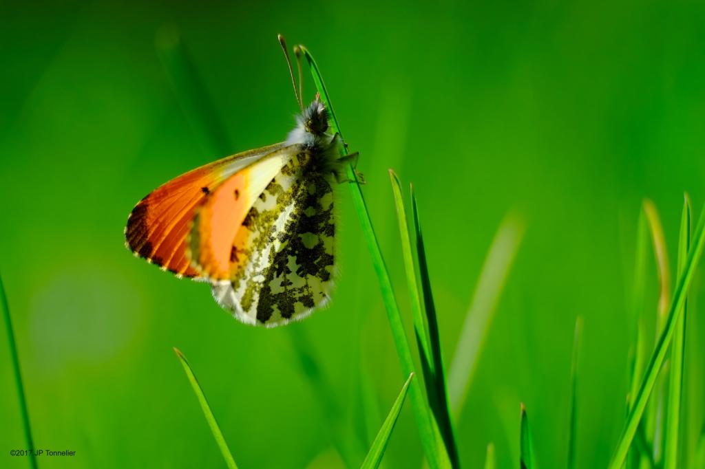 橙色提示蝴蝶栖息在特写镜头摄影高清壁纸的绿色草地上