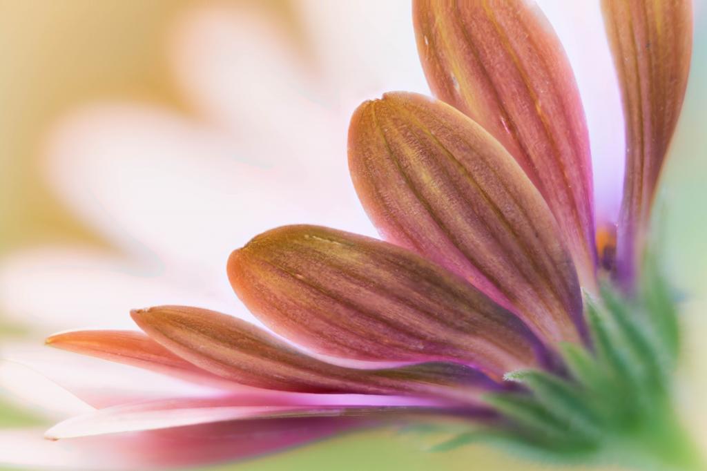 粉红Osteospermum特写摄影,雏菊高清壁纸