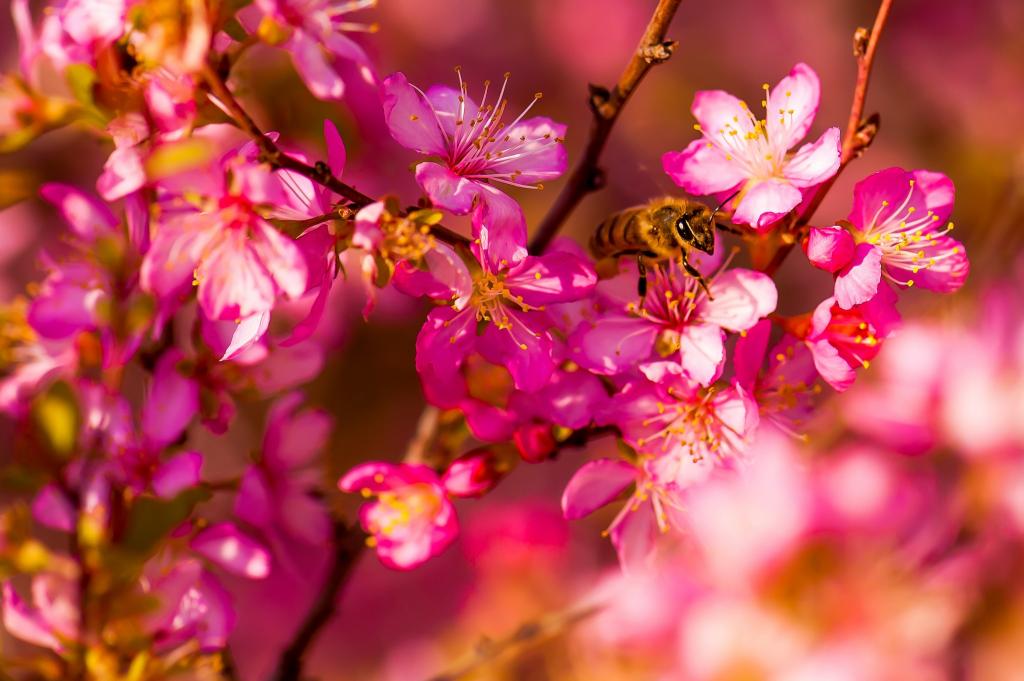 鲜花,宏,昆虫,花园,蜜蜂,春天