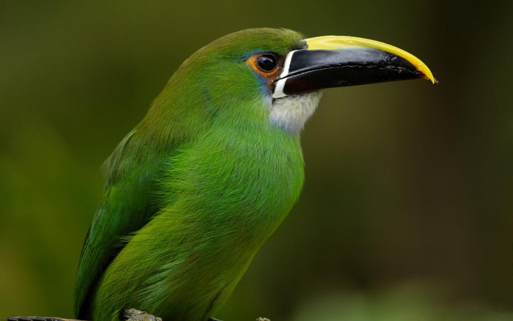 哥伦比亚,巨嘴鸟,鸟,祖母绿将toucanet