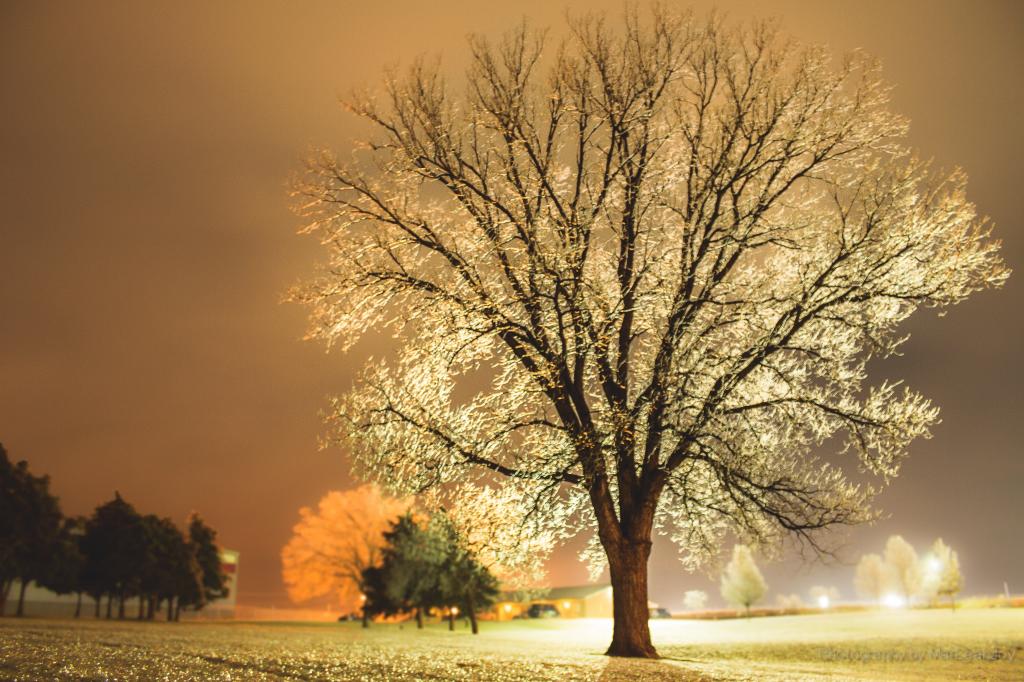 在夜间高清壁纸中的光照片包围的树
