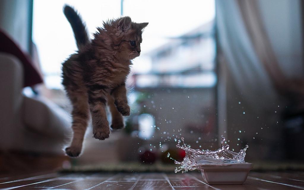碗,水,小猫