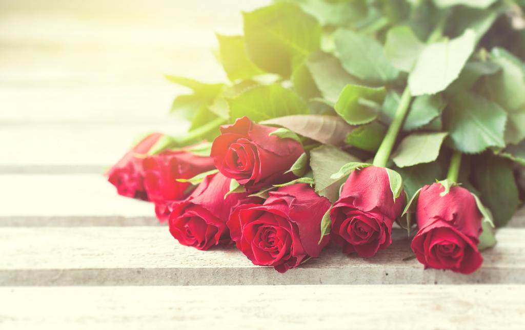 红玫瑰,芽,情人节那天,爱,玫瑰,浪漫,玫瑰,红色,鲜花