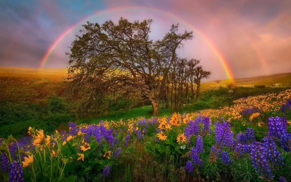 羽扇,彩虹,鲜花,华盛顿,林间空地,国家公园,丘陵,华盛顿特区,天空,美国