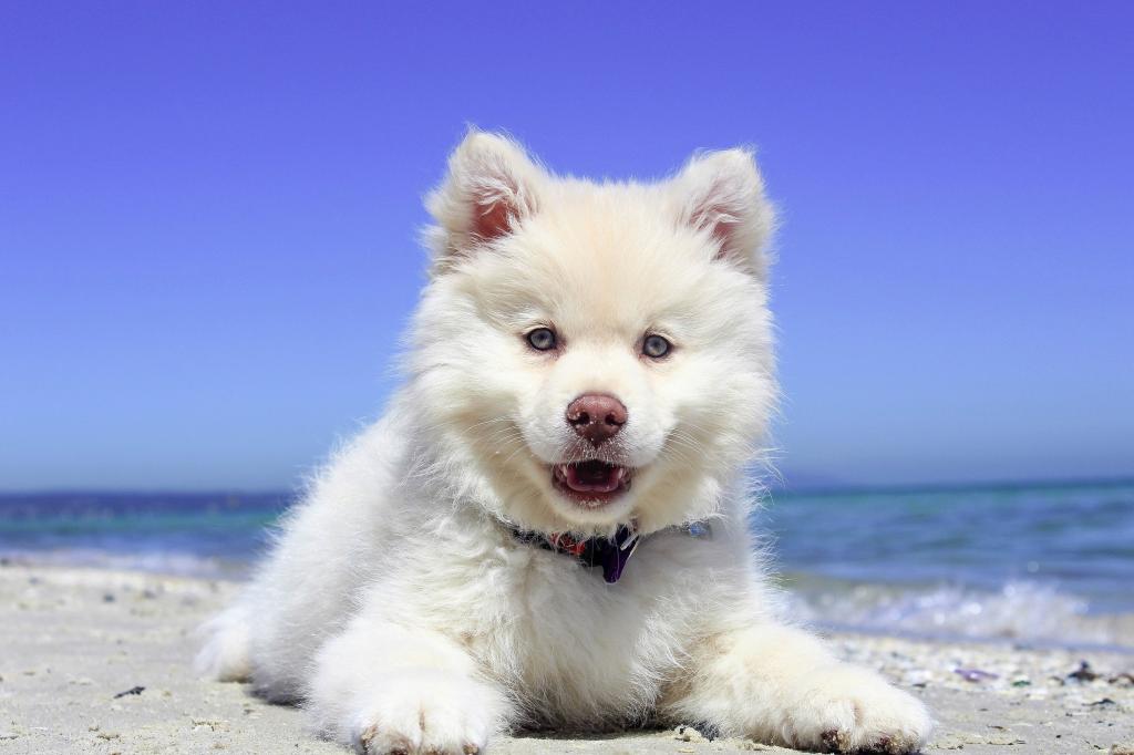 白色的西伯利亚哈士奇小狗在海边蓝蓝的天空下高清壁纸