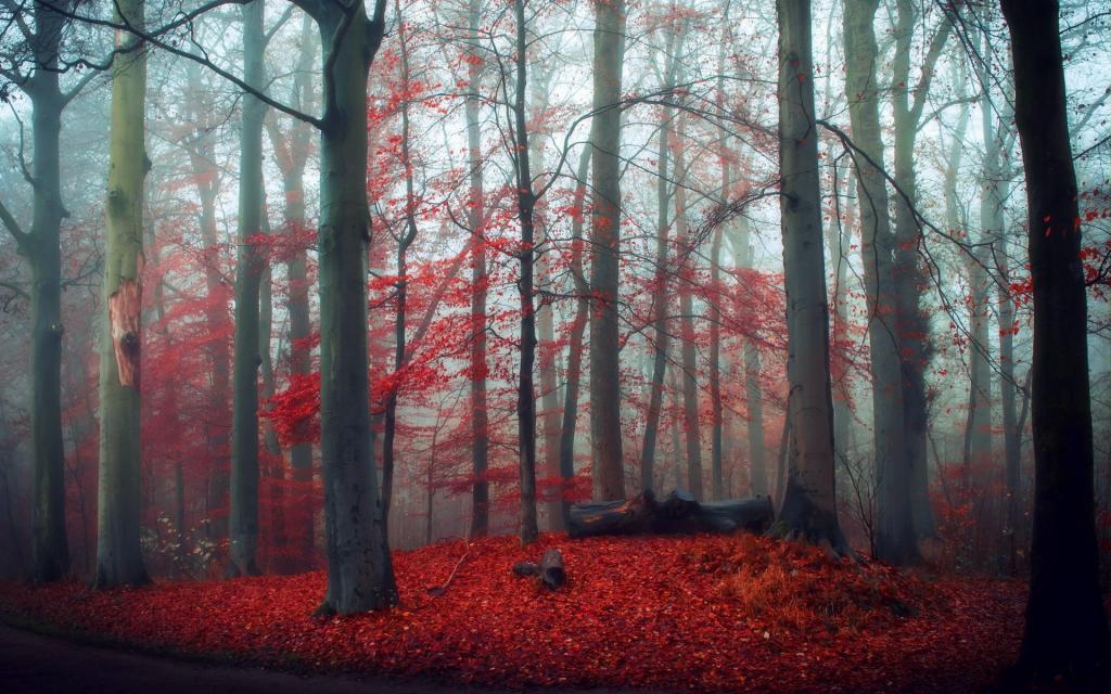 秋天,森林,性质