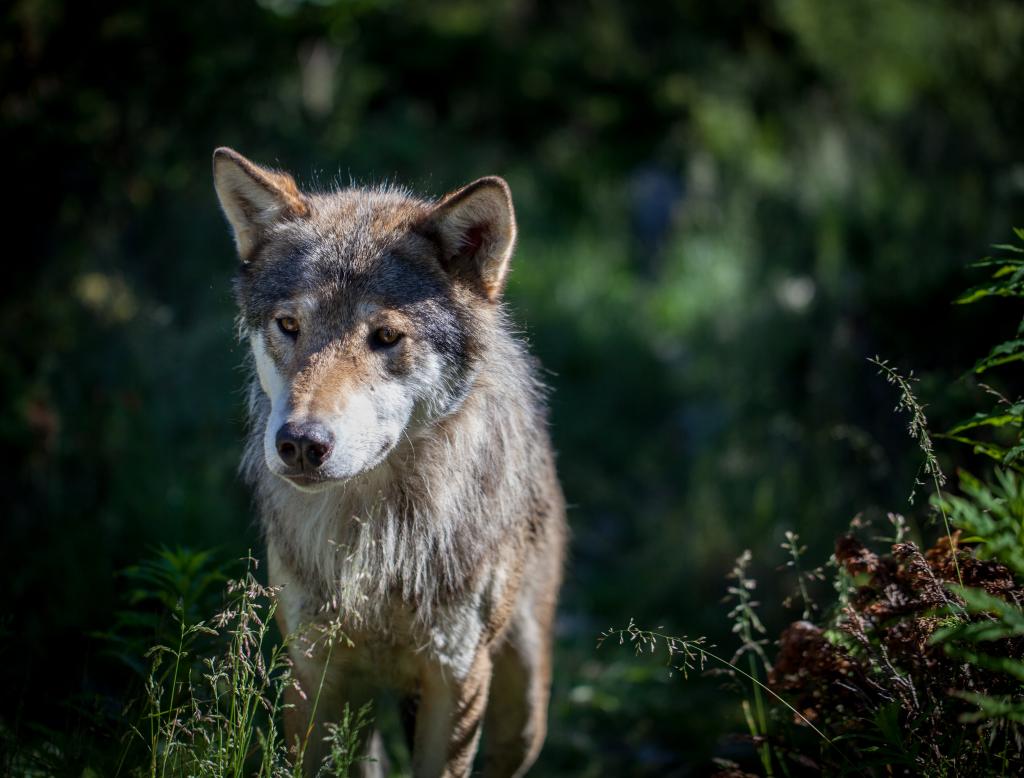 灰太狼上的焦点照片,欧亚大陆狼高清壁纸
