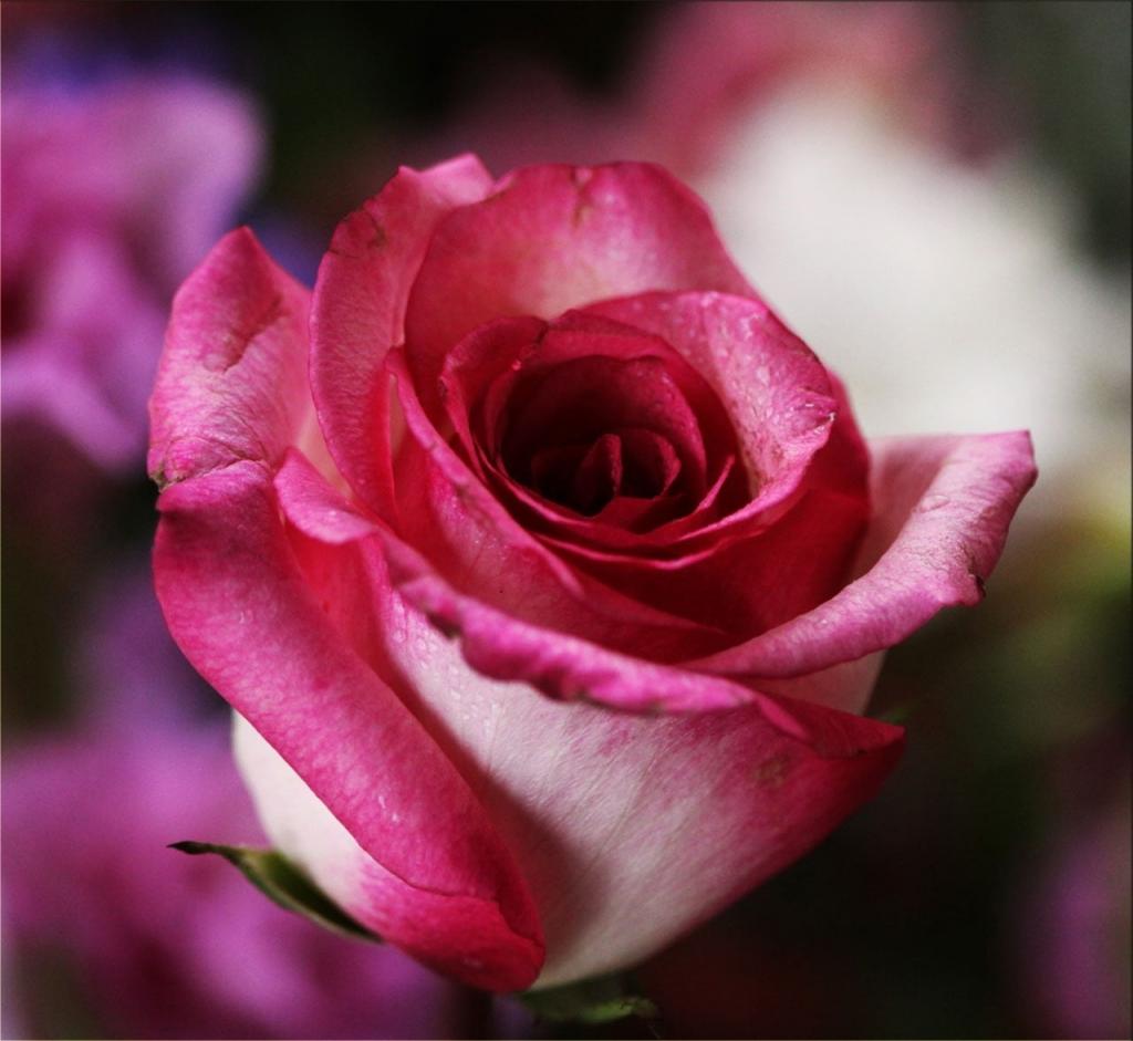 粉色和白色的玫瑰高清壁纸
