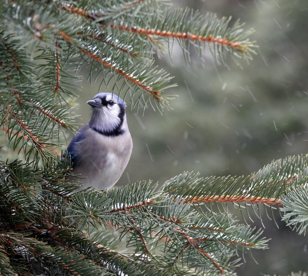 灰色和蓝色的鸟,在白天高清壁纸树上