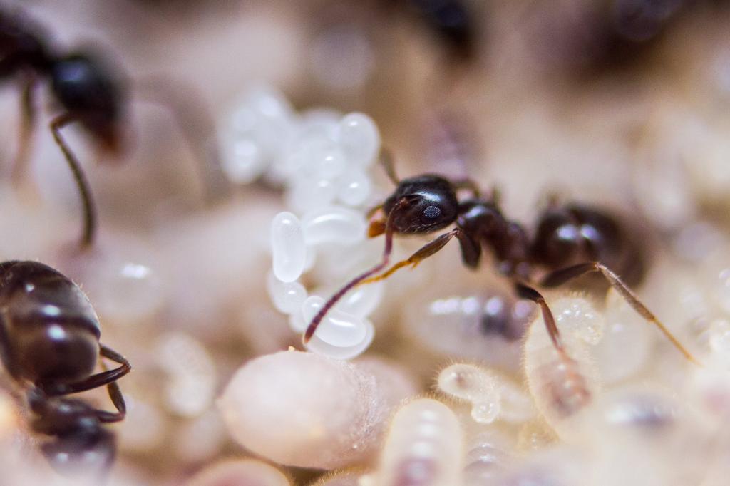 黑蚂蚁上白蛋特写照片高清壁纸