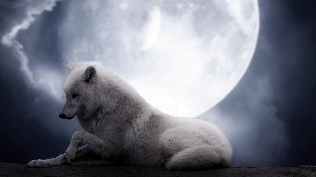 美,背景,狼,白,月亮,狼,夜,小说