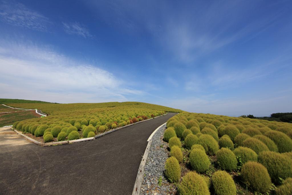 灰色的沥青路面与多云的天空下绿色的植物包围,kochia scoparia高清壁纸
