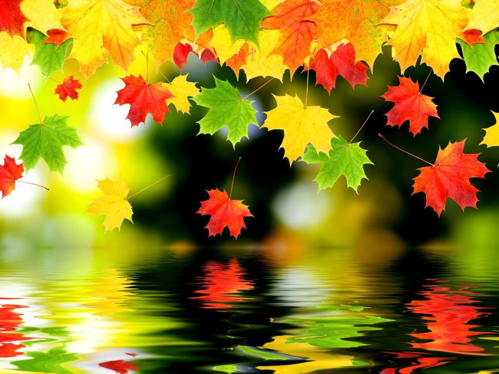 枫叶,水,反射,秋天,树叶