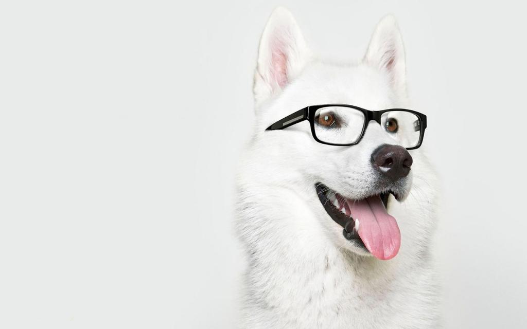 眼镜,狗,莱卡