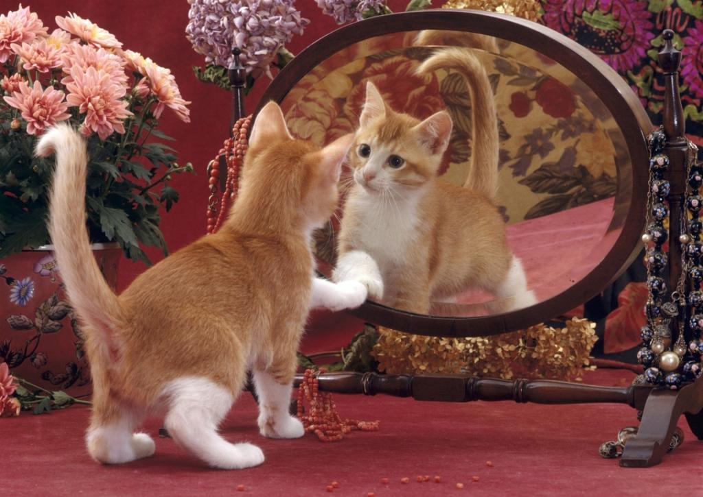 鲜花,镜子,反射,小猫