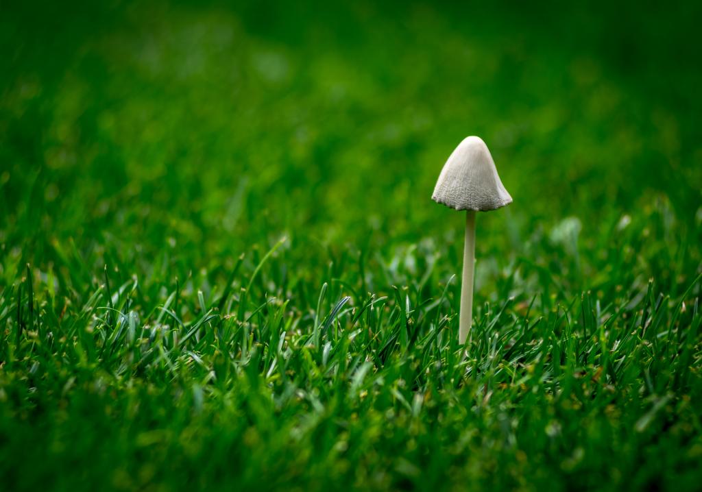 在绿色草坪草高清壁纸上的白色蘑菇