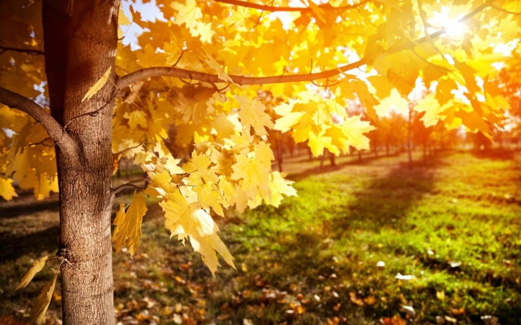 壁纸枫树,树,光线,秋天,树叶