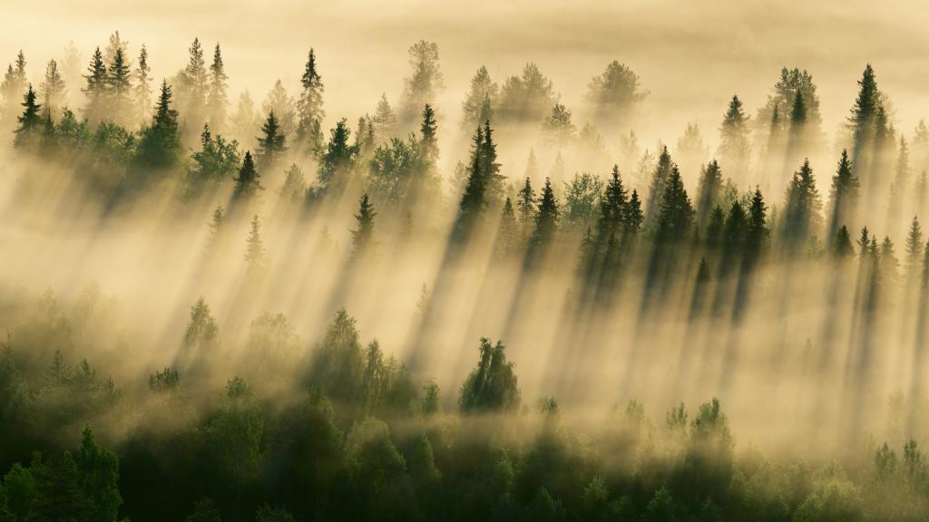 壁纸雾,早上,森林