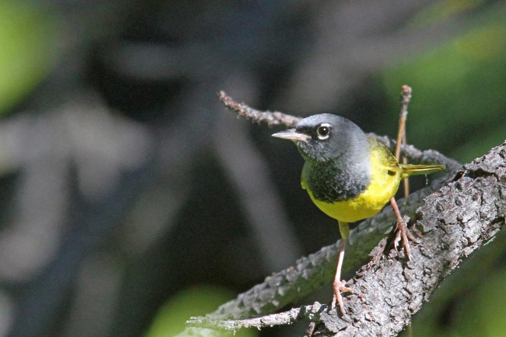 黑色和黄色的短喙鸟栖息在灰色树枝上焦点摄影,莺高清壁纸